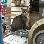 This cat loves the bodega's constant catcophony. <br>(Jen Chung / Gothamist)